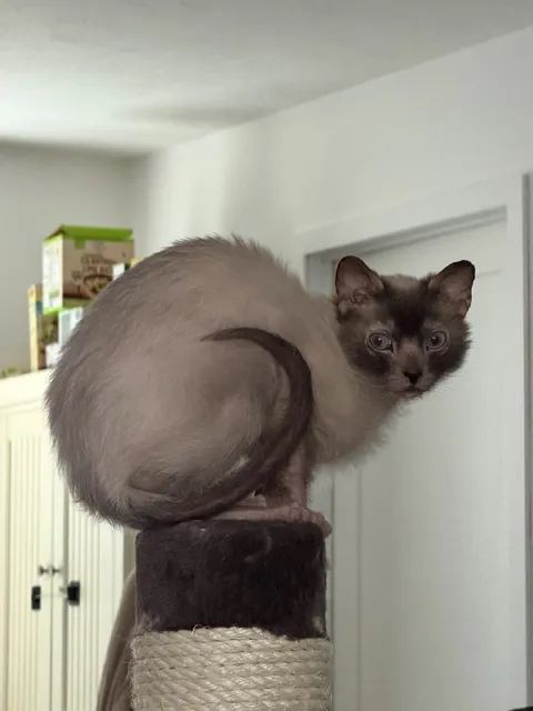 Кот на когтеточке
