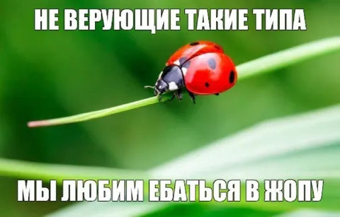 Божья коровка с признанием