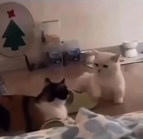 Белый кот что-то объясняет
