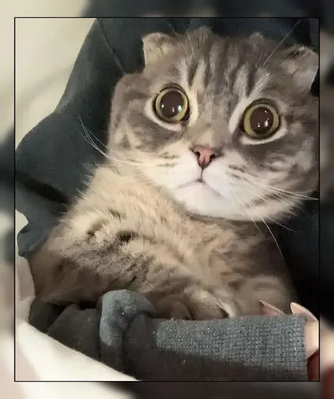Кот в полном шоке