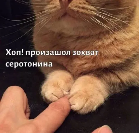 Кот захватил серотонин