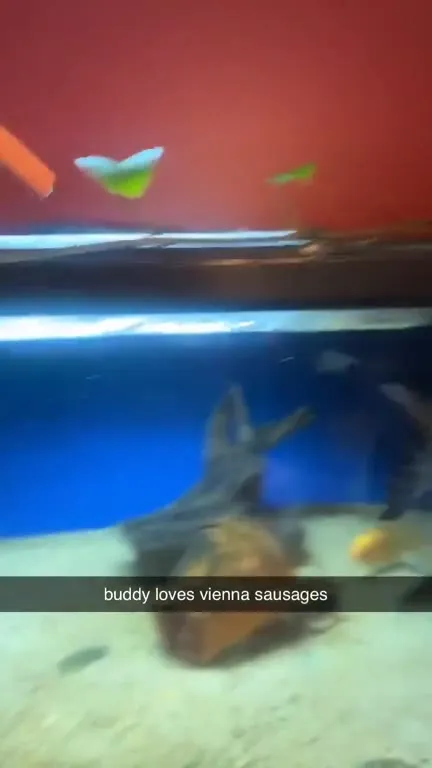 Fish Loves Vienna Sausages
