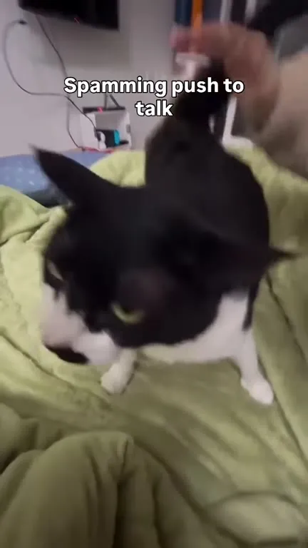 Cat Spamming Push to Talk