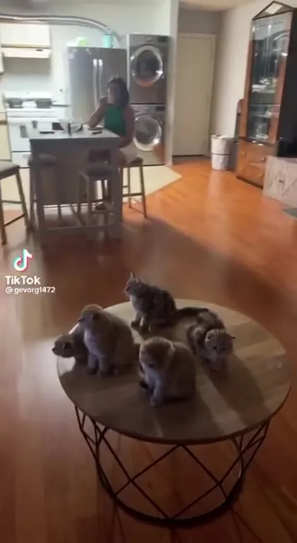 Kittens Watching Tom and Jerry