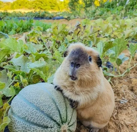 Капибара с дыней