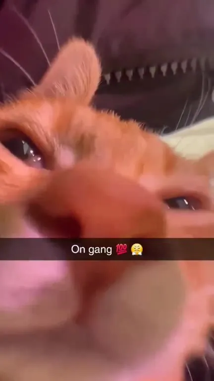 On Gang Cat Close-Up