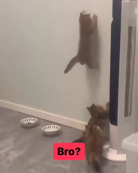 Bro? Cat Wall Climb
