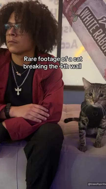 Cat Breaks the Fourth Wall