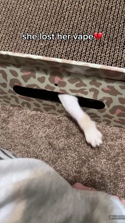 Cat Lost Her Vape