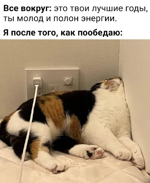 Кот после плотного обеда