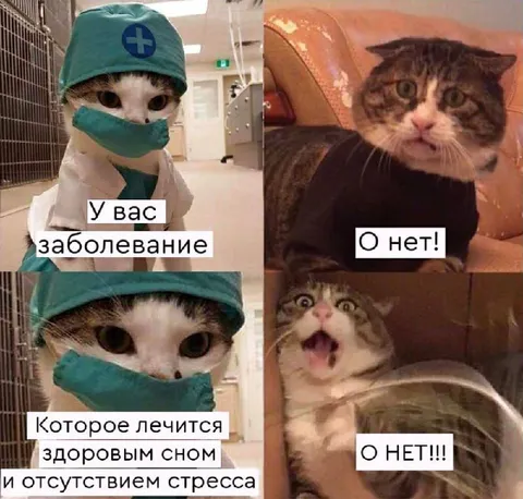 Кошка узнала о здоровом сне