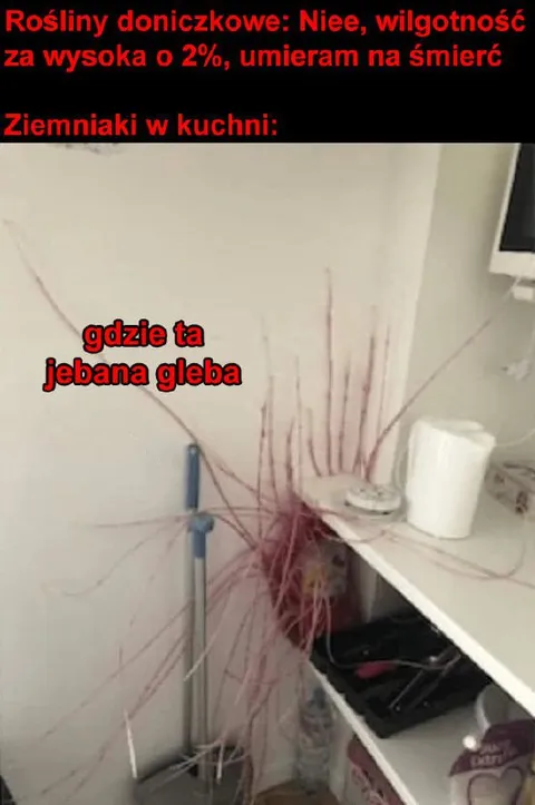 Ziemniaki szukają gleby