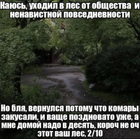 Лес оказался не очень