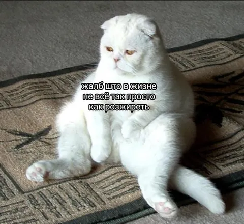 Кот мечтает легко растолстеть