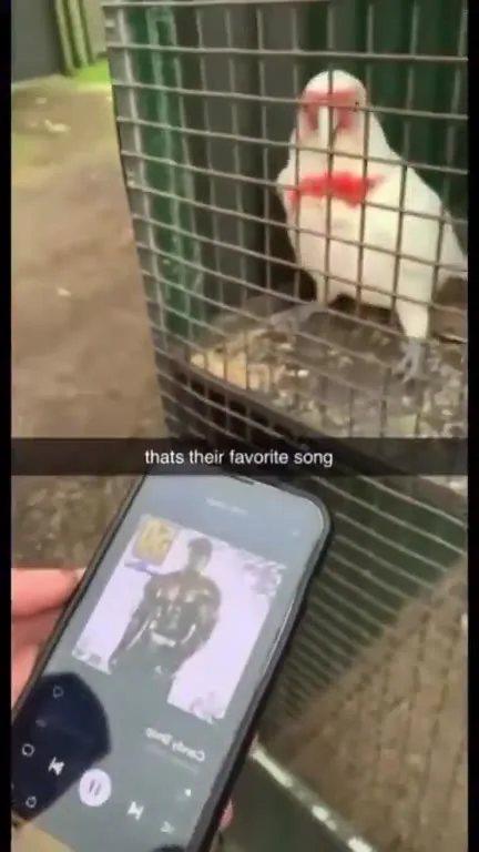 Parrot Loves Candy Shop