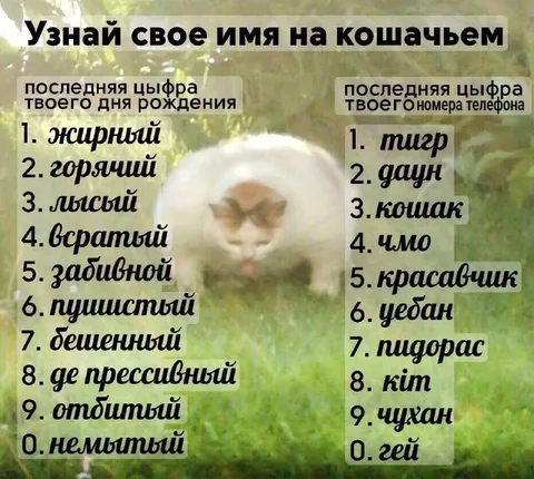 Узнай своё имя на кошачьем