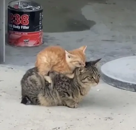 Orange Cat Rides Tabby