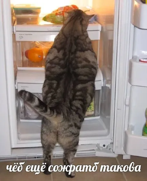 Кот ищет, что ещё сожрать