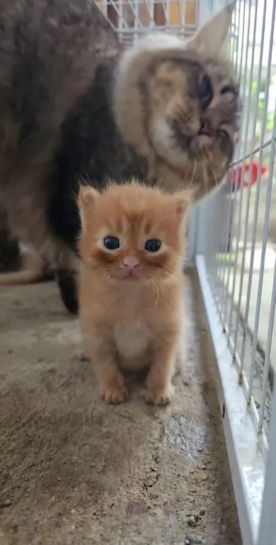 Котёнок и недовольная мама