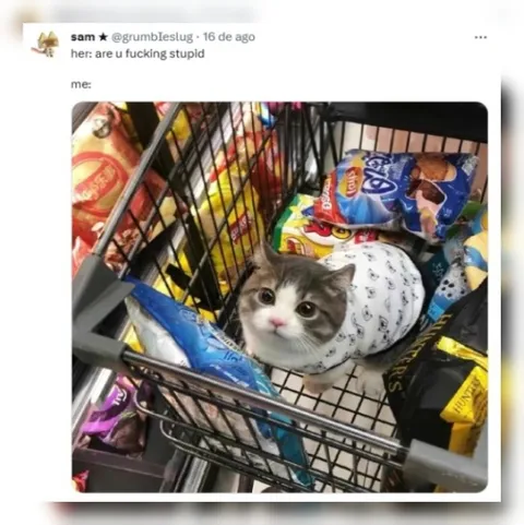 Cat Shopping for Snacks