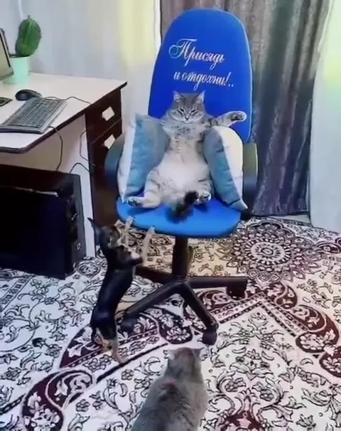 Кот занял кресло для отдыха