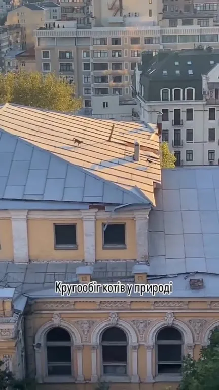 Кругообіг котів у природі