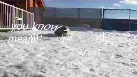 Seal Saturday Spin