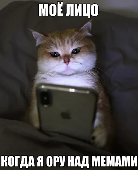 Кот орёт над мемами