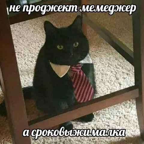 Кот в галстуке-менеджер