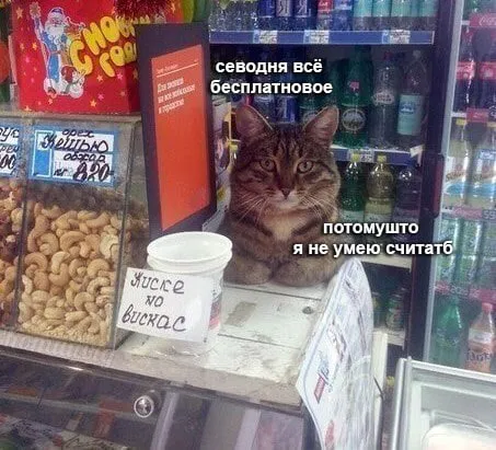 Кот не умеет считать