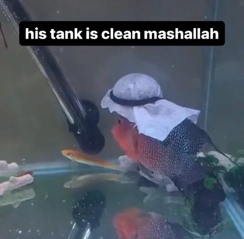 Clean Fish Tank Mashallah