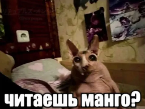 Читаешь манго?