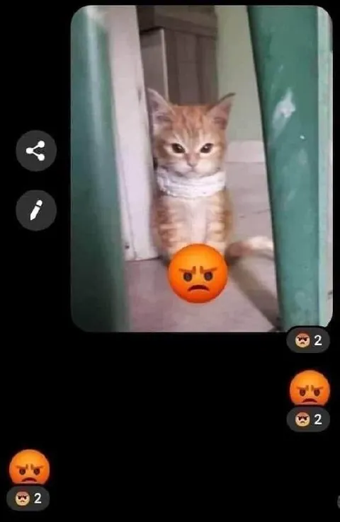 Злой кот в дверях