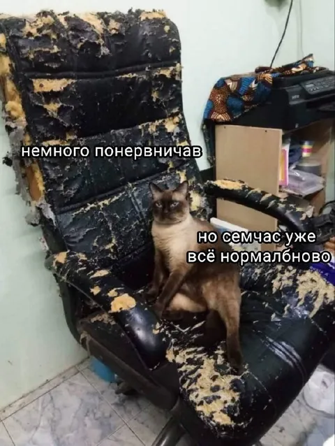 Кот после нервного срыва