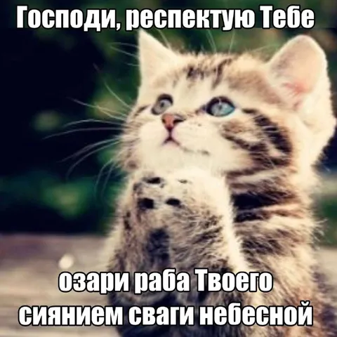 Кот возносит молитву