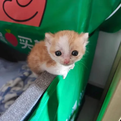 可爱的小橘猫