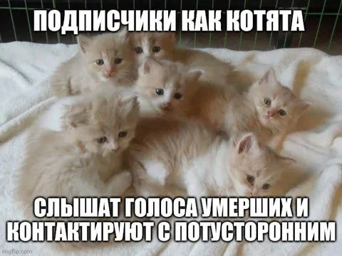 Подписчики как котята