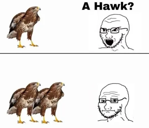 A Hawk? Two Hawks