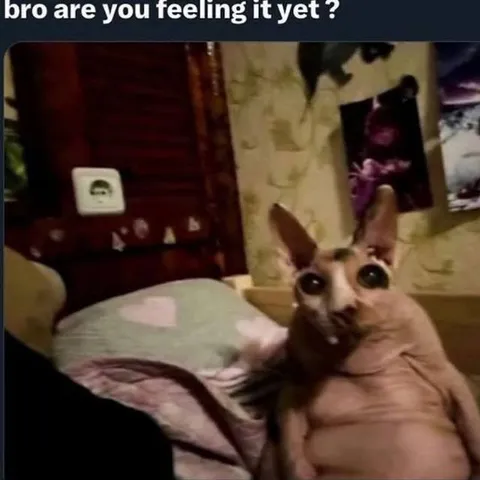 Bro Are You Feeling It Yet