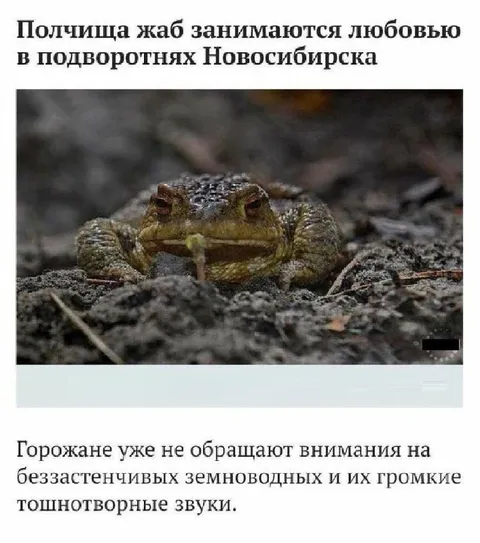 Жабы в подворотнях Новосибирска