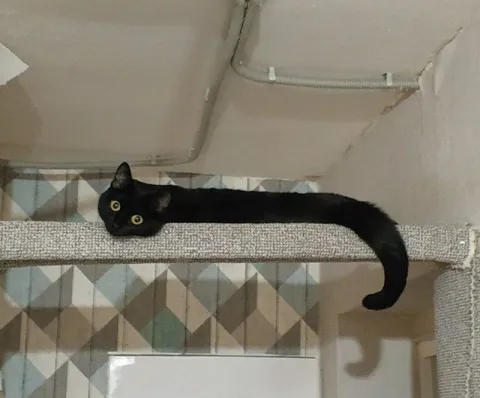 Кот растянулся на когтеточке
