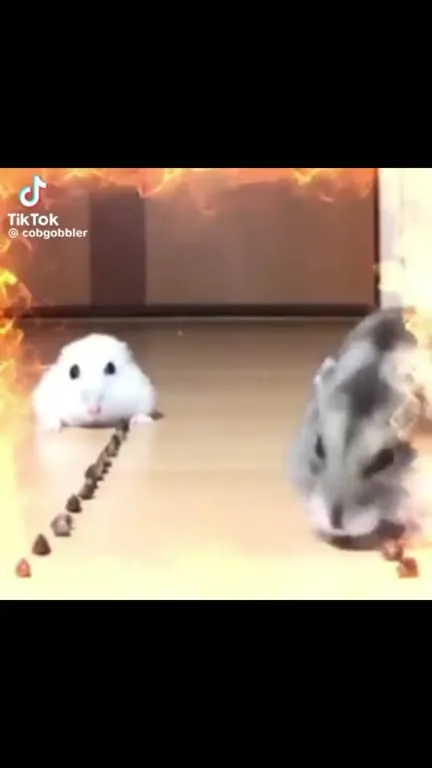 Fackig Loser Hamster Race