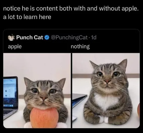 Cat Content With or Without Apple