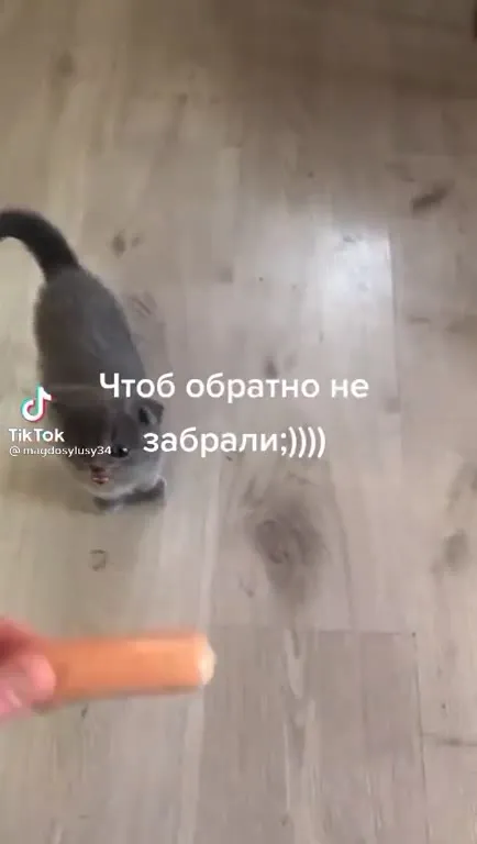 Кот не отдаёт морковку