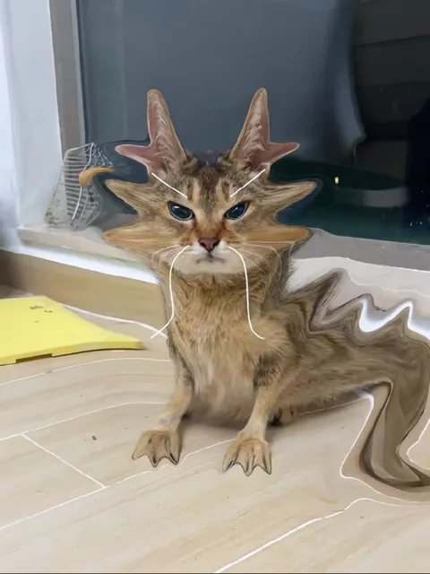 Кот после странного фильтра