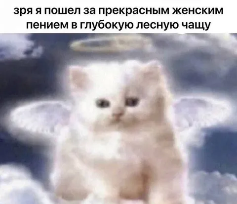 Кот пошёл за женским пением