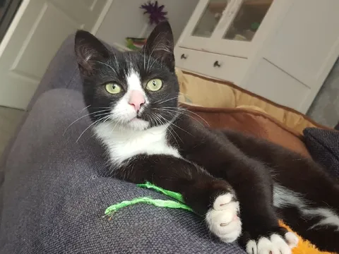 Кот на диване
