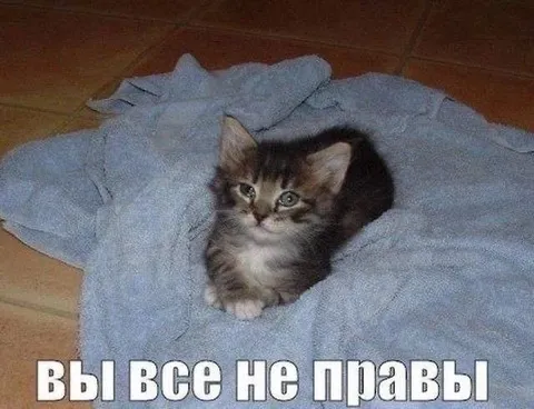 Котёнок говорит, что вы неправы