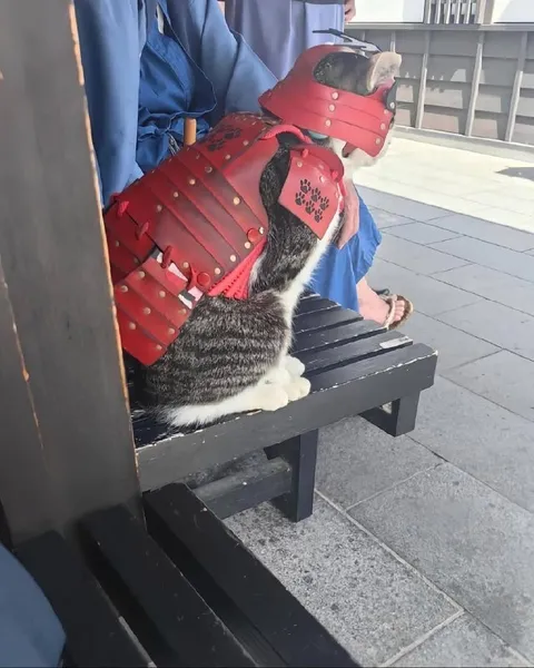 Кот-самурай на скамейке