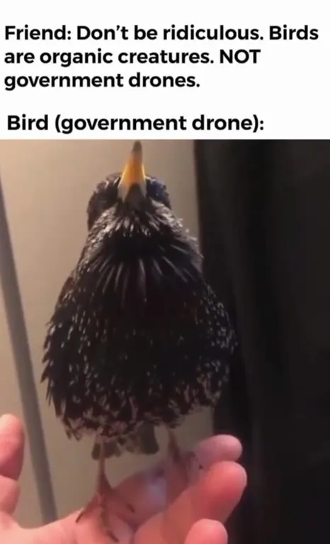 Bird Government Drone Denial